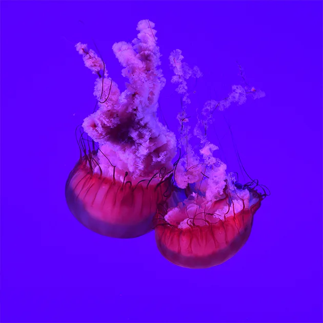 热门赛事聚焦 - 开云
